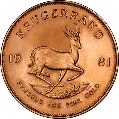 Reverse of 1981 One Ounce Gold Krugerrand