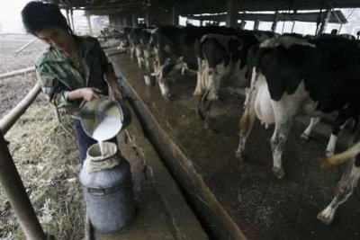 Chinese Farmer Milking Cow